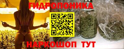 гашик Кингисепп